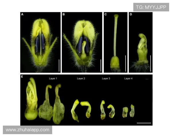 全球顶级高尔夫球场草种的基因选择 全球顶级高尔夫球场草种的基因选择